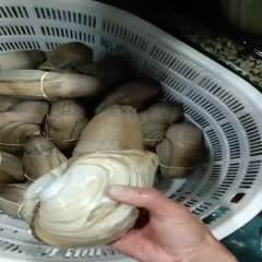 广州水蚌